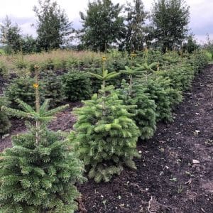 Abies Nordmanniana (Nordmann kerstboom)