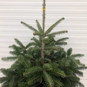 Kerstboom Abies Nordmanniana in pot 80 - 100 cm