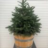 Nordmann Kerstboom met kluit in een half portvat van 25 liter