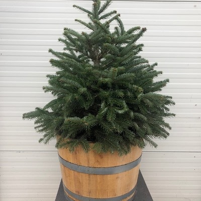 Abies Nordmanniana in pot 80 - 100 cm - Tas Boomkwekerij