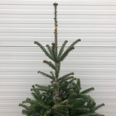 Half portvat 55 liter beplant met kerstboom Abies Nordmanniana