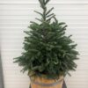 Half portvat 55 liter beplant met kerstboom Abies Nordmanniana