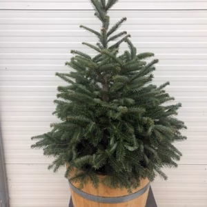 Half portvat 55 liter beplant met kerstboom Abies Nordmanniana