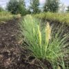 Cortaderia 'Tiny Pampa' (Pampasgras)