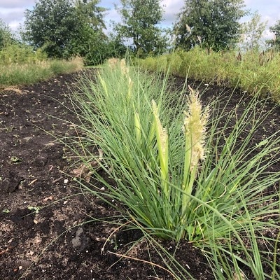 Cortaderia 'Tiny Pampa' (Pampasgras)