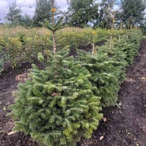 Kerstboom Abies Nordmanniana in pot 80 - 100 cm