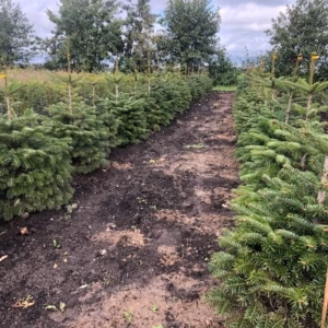 Kerstboom Abies Nordmanniana in pot 80 - 100 cm