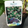 Viburnum davidii