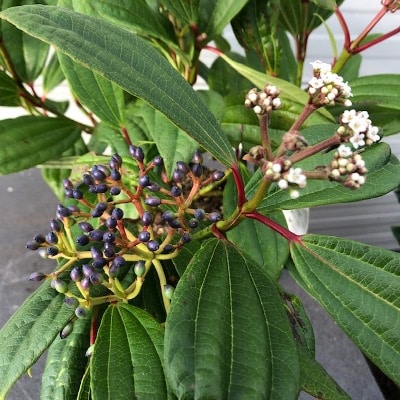 Viburnum davidii