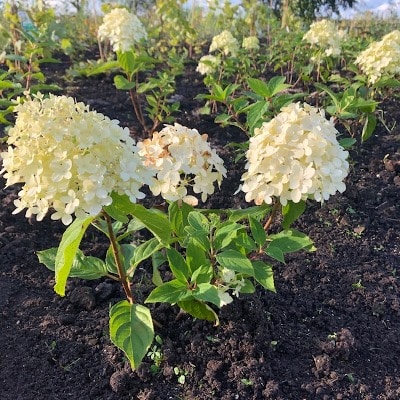 Hydrangea paniculata 'Magical Limelight'