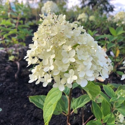 Hydrangea paniculata 'Magical Limelight'