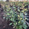 Elaeagnus Ebbingei (Olijfwilg)