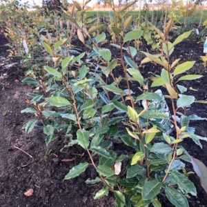Elaeagnus Ebbingei (Olijfwilg)