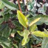 Elaeagnus Ebbingei (Olijfwilg)