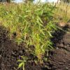 Bamboe Fargesia Rufa 50 - 55 cm