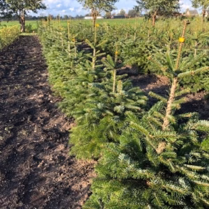 Kerstboom Abies Nordmanniana