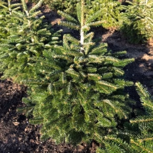 Kerstboom Abies Nordmanniana