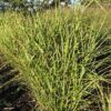 Miscanthus sin. 'Strictus' (Prachtriet)