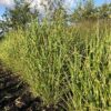 Miscanthus sin. 'Strictus' (Prachtriet)