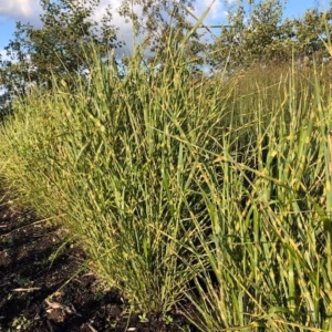 Miscanthus sin. 'Strictus' (Prachtriet)
