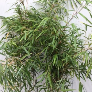 Fargesia scabrida ‘Asian Wonder’ 150 cm in 7,5 liter pot