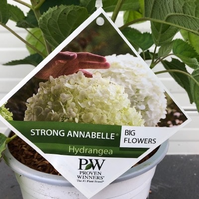 Hydrangea Annabelle STRONG (Hortensia)