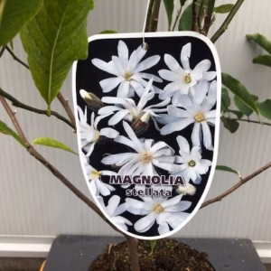 Magnolia Stellata (Stermagnolia)