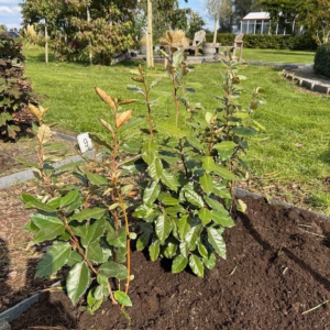 Eleagnus ebbingei Compacta (Olijfwilg)