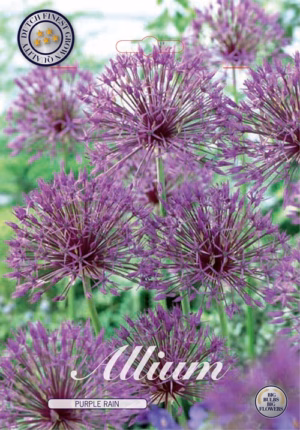 Alium Purple rain
