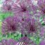 Alium Purple rain
