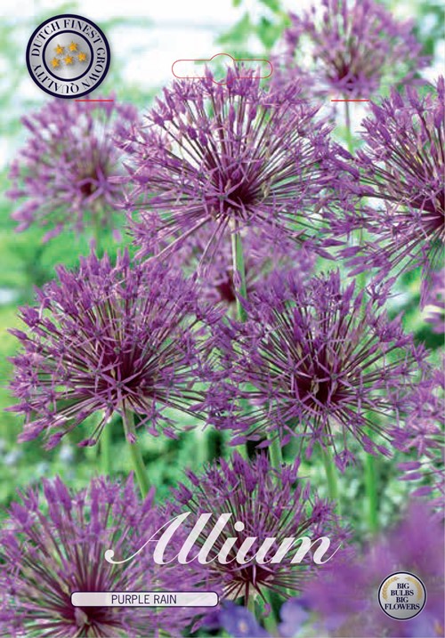 Alium Purple rain