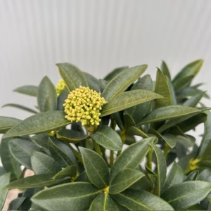Skimmia j. Fragant Cloud