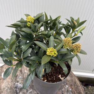 Skimmia j. Fragant Cloud