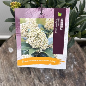 Skimmia j. Fragant Cloud