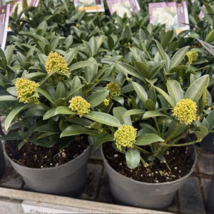 Skimmia j. Fragant Cloud