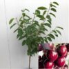 Kersenboom halfstam Kordia