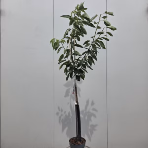 Kersenboom 'Kordia' halfstam