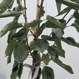 Kersenboom 'Kordia' halfstam