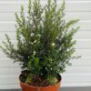 Leptospermum Scoparium (Manuka) wit