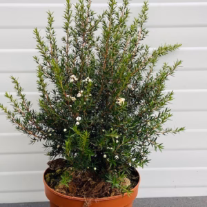 Leptospermum Scoparium (Manuka) wit