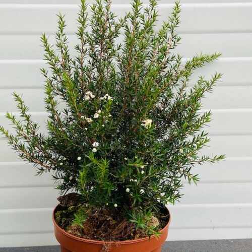 Leptospermum Scoparium (Manuka) wit