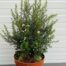 Leptospermum Scoparium (Manuka) wit