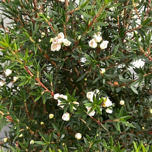 Leptospermum Scoparium (Manuka) wit