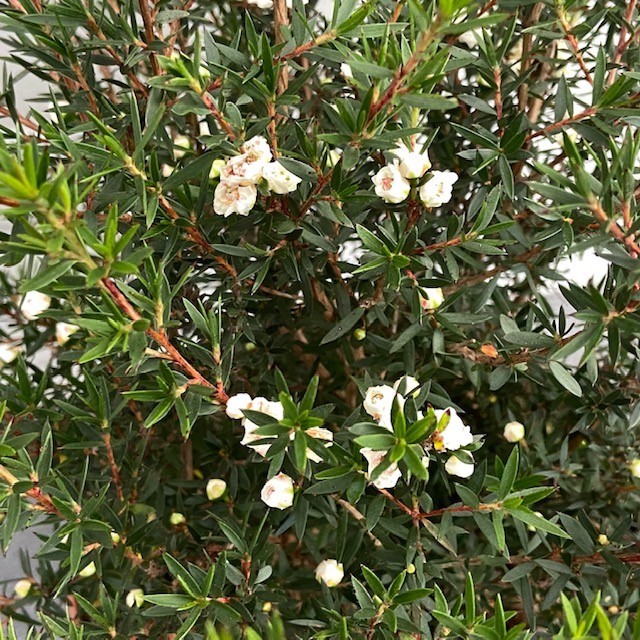 Aan het liegen Terminologie Stratford on Avon Leptospermum Scoparium (Manuka) wit - Tas Boomkwekerij