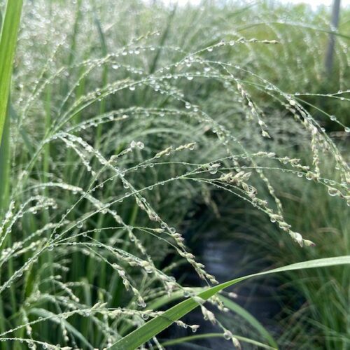 Panicum virgatum 'Northwind' (Vingergras)