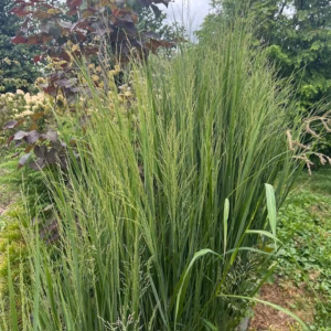 Panicum virgatum 'Northwind' (Vingergras)