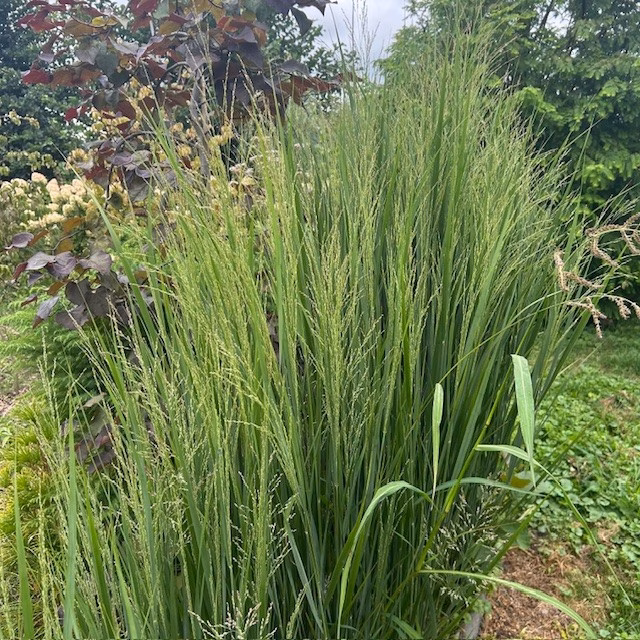 Panicum virgatum 'Northwind' (Vingergras)