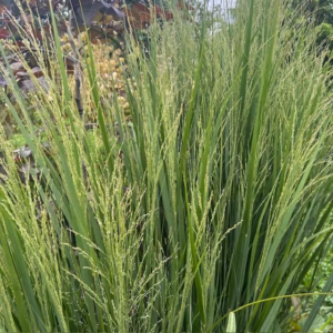 Panicum virgatum 'Northwind' (Vingergras)