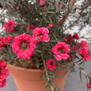 Leptospermum Scoparium (Manuka) rood