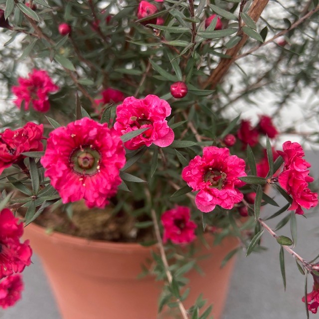 Leptospermum Scoparium (Manuka) rood